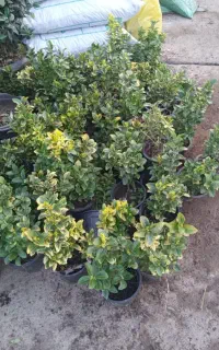 خدمات باغبانی در ورامین