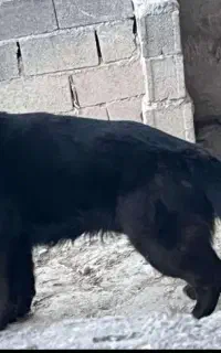 واگذاری ژرمن شپردموبلند بلک نراصل