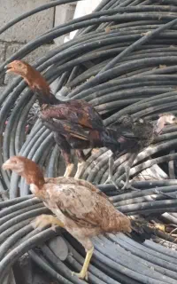جوجه چابهاری