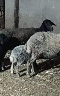 میش بره