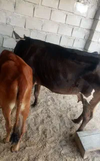 گاو گوساله
