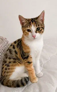 گربه خانگی گمشده