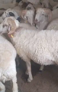 قوچ