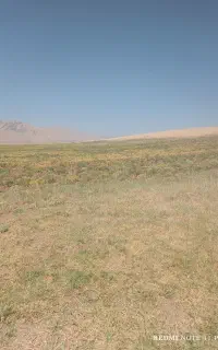 نخود درشت