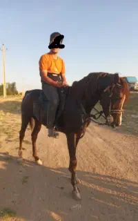 فروش اسب عرب