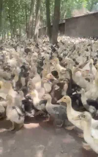 ۴ هزارتا اردک گوشتی موجوده