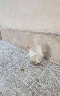 میناتوری