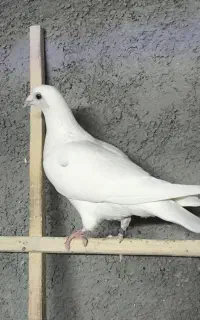پلاکی سفید ماده