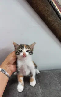 واگذاری بچه گربه