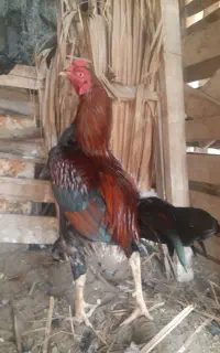 مرغ خروس