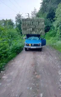 خوراک دام