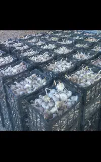 سیر خشک