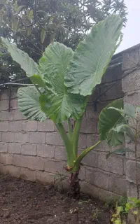 گل بابا آدم
