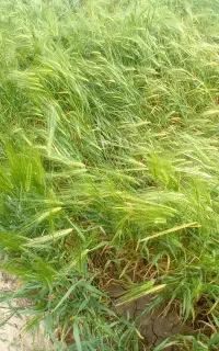 فروش جو ۶پر ابی قیمت ۴۸ محلی برای کاشت عالی