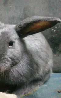 خرگوش مینی رکس