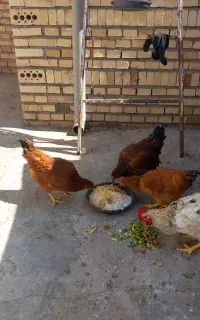 فروش ۳ عدد مرغ