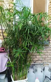 گل مرداب