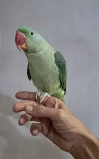 طوطی شاه طوطی ماده سخنگوی 20 کلام و چلوندنی