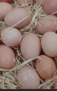 تخم مرغ ارگانیک