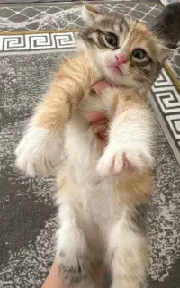 واگذازی گربه