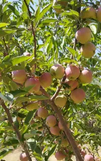 فروش یک قطعه باغ ثمری واقع در دمه به متراژ ۷۰۰ مت