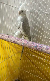 عروس هلندی