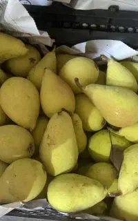 گلابی