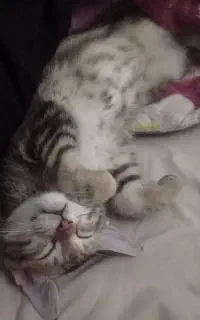 بچه گربه