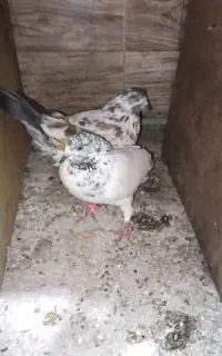 کبوترنروماده
