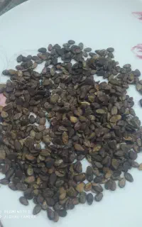 بذر هندوانه