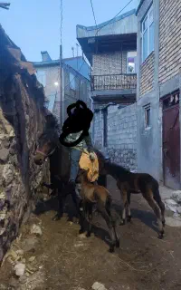 یه عدد اسب جوان با دو بچه دو قلو