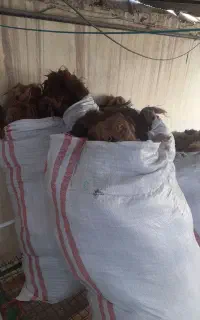 پشم گوسفند