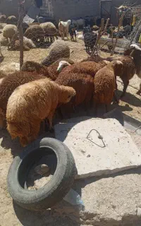 بره