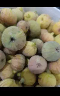 انجیر شیرین