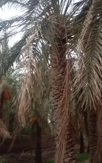 خوشه بری