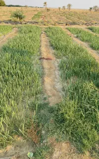 نیاز به کشاورز