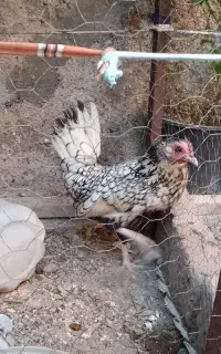 مرغ سیبرایت