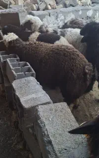بره ۵۰کیلویی نر
