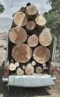 قطع.برش و تیکه کردن درخت و چوب و هرس با اره موتوری