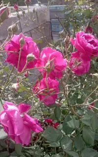 خدمات .کاشت .آبیاری . آبرسانی .سمپاشی