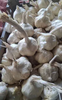 سیر دان درشت