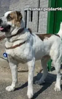 سگ برای نگهبانی
