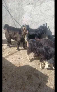 بزغاله ترکی شیرازی استخوان دار