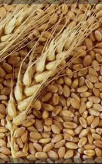 کندم پیشگام و گندم دیم کرمانشاهی و جو  پایزه تمیز