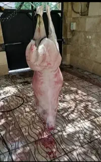 قصاب جهت ذبح
