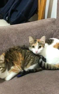 واگذاری گربه ماده عقیم شده