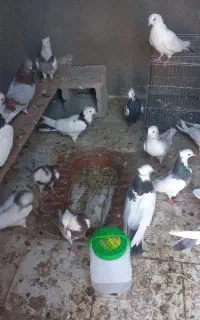 کبوتر
