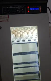 تبدیل تخم نطفه دار به جوجه