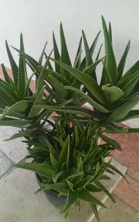 گل و گیاه