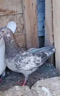 هفرنگ ماده